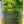 Load image into Gallery viewer, ARAMASA N0.6 XMAS-type Sake【新政 純米】圣诞限量 Champagne Bottle